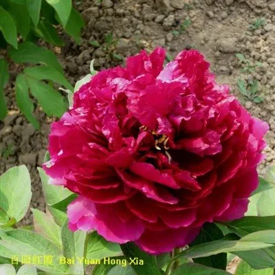 Boompioen Bai Yuan Hong Xia